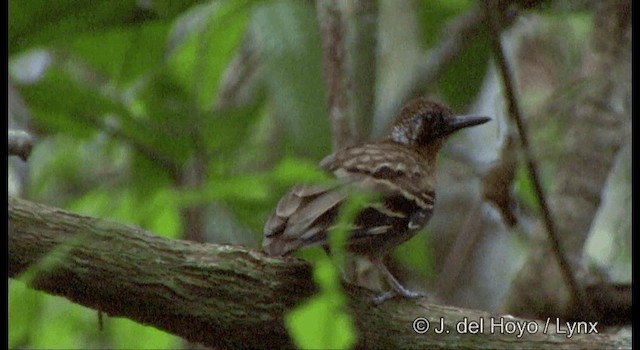 Wing-banded Antbird (Wing-banded) - ML201334021