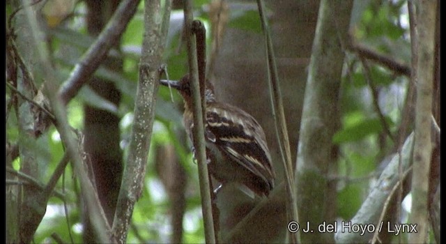 Wing-banded Antbird (Wing-banded) - ML201334031
