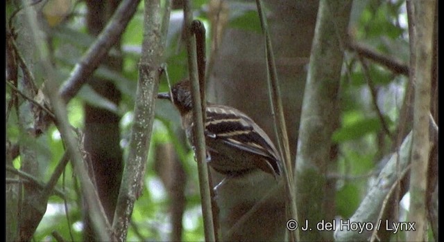 Wing-banded Antbird (Wing-banded) - ML201334041