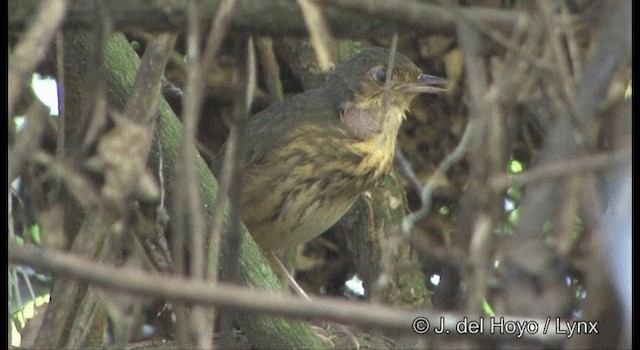 - Amazonian Antpitta