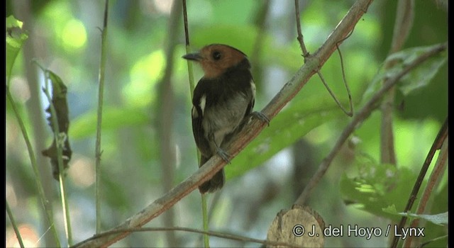 Black-chested Tyrant - ML201334081