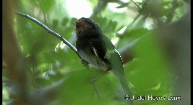 Black-chested Tyrant - ML201334091