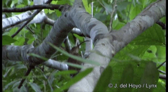 Дереволаз-серподзьоб амазонійський (підвид multostriatus) - ML201334101