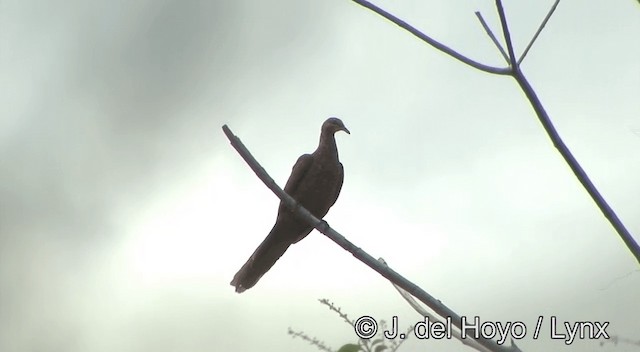 Tanimbar Cuckoo-Dove - ML201334151