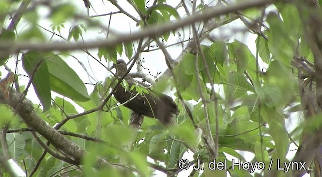 Tanimbar Cuckoo-Dove - ML201334161
