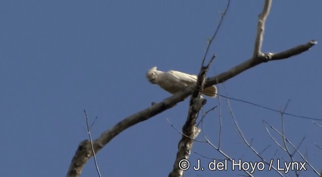 シロビタイムジオウム Ebird