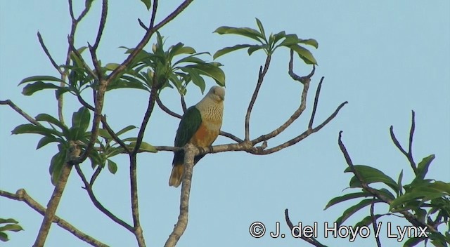 Rose-crowned Fruit-Dove - ML201334561