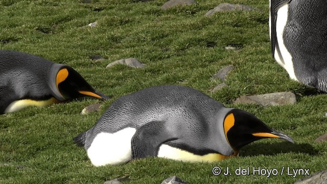 King Penguin - ML201334801