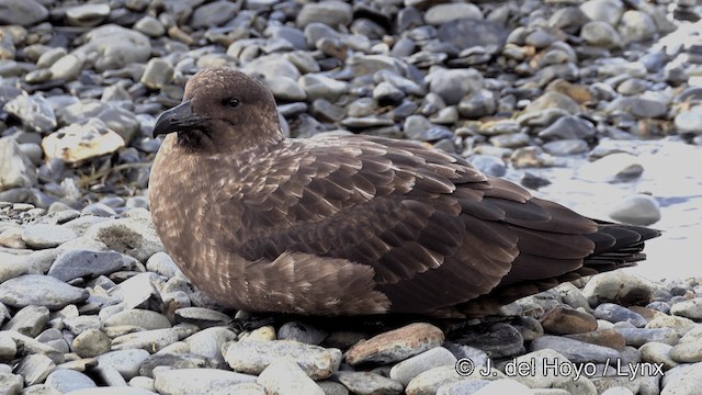 Brown Skua (Subantarctic) - ML201334841