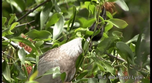 Noisy Friarbird - ML201335411