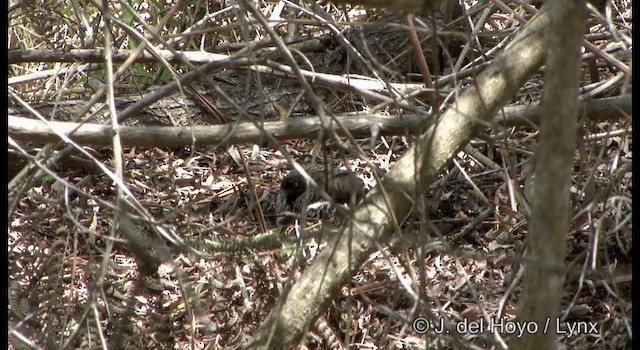 Black-breasted Buttonquail - ML201335441