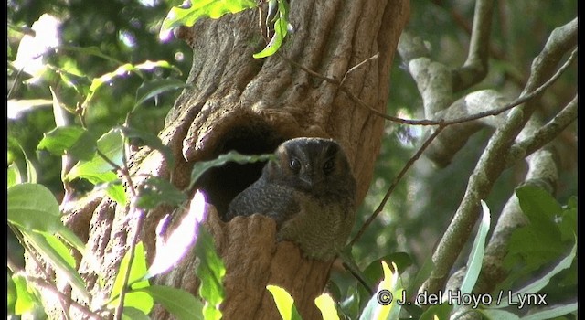 Australian Owlet-nightjar - ML201335461