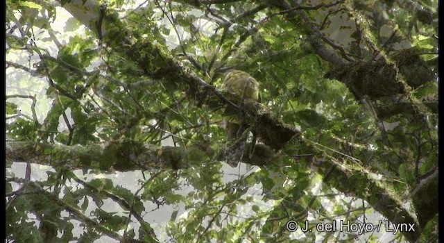 Fan-tailed Cuckoo - ML201335551