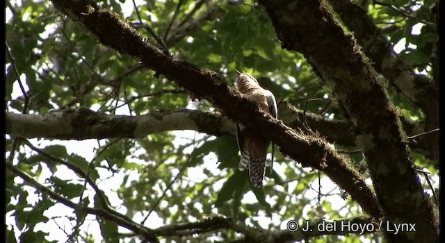 Fan-tailed Cuckoo - ML201335561