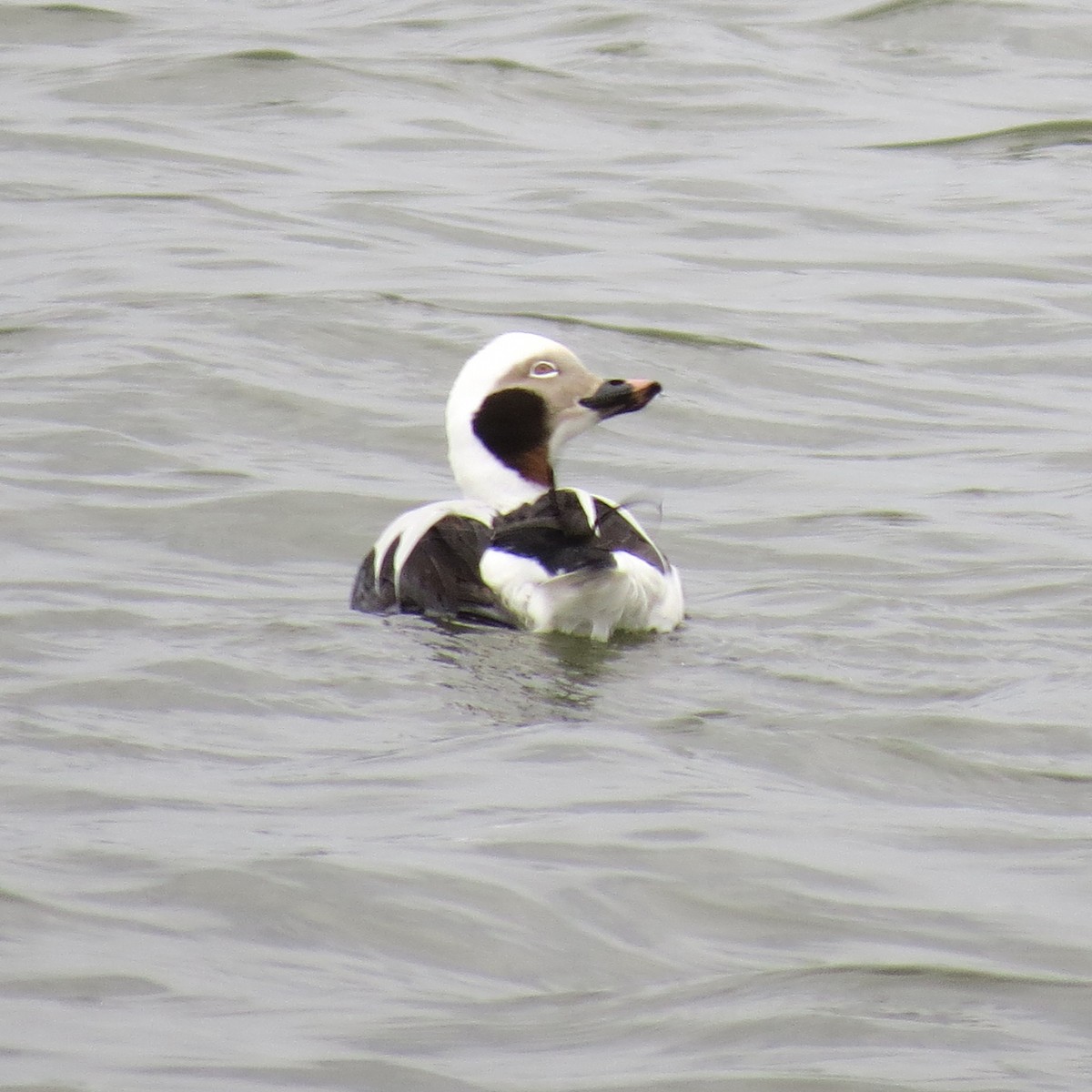 Long-tailed Duck - ML20133561