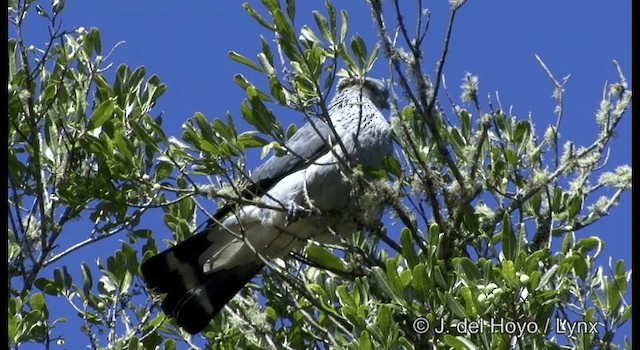 Чубатый плодовый голубь - ML201335671