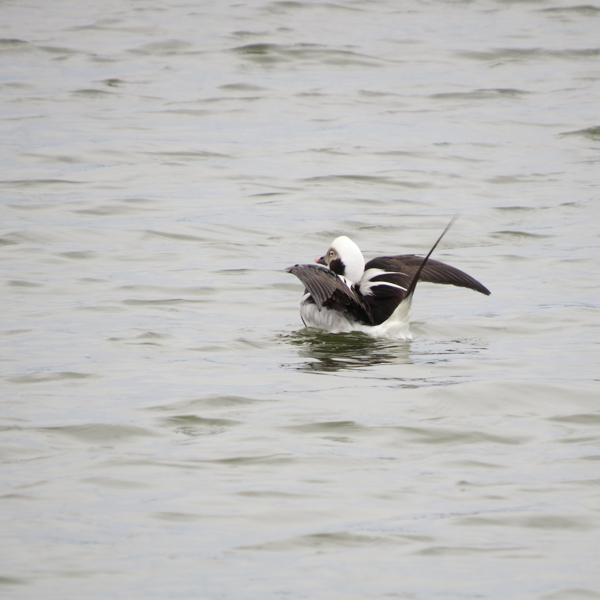 Long-tailed Duck - ML20133571