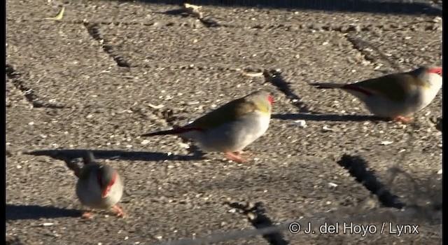 Red-browed Firetail - ML201335771