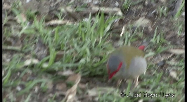 Red-browed Firetail - ML201335781