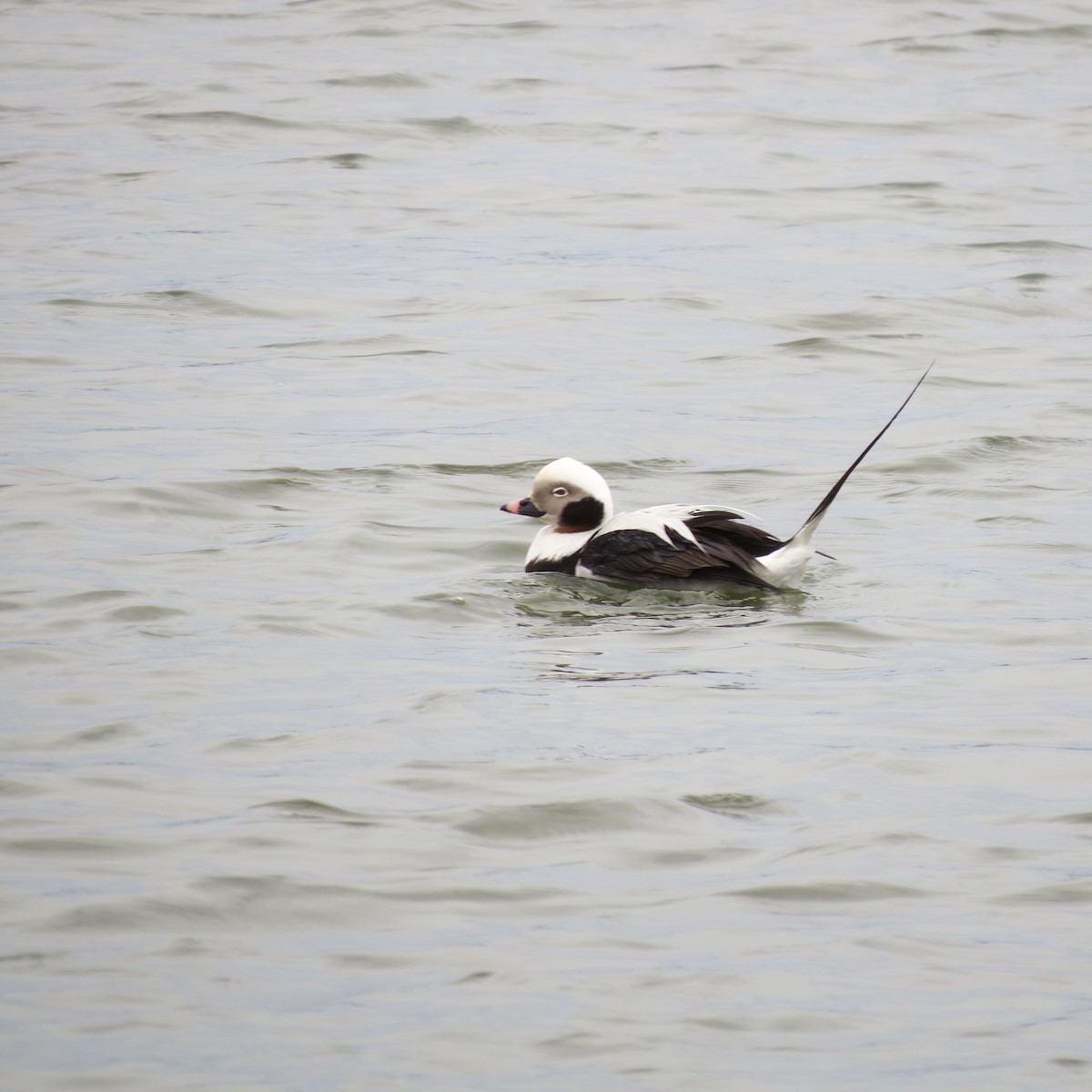 Long-tailed Duck - ML20133581