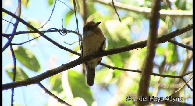 Rufous-capped Nunlet - ML201335821