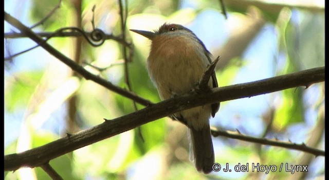Rufous-capped Nunlet - ML201335831
