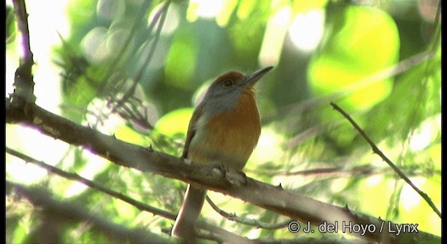 Rufous-capped Nunlet - ML201335841