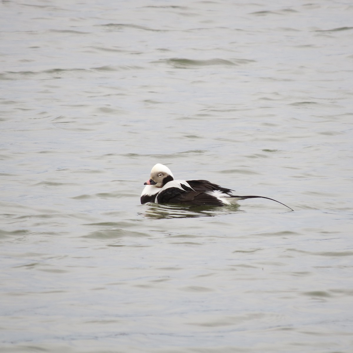 Long-tailed Duck - ML20133591