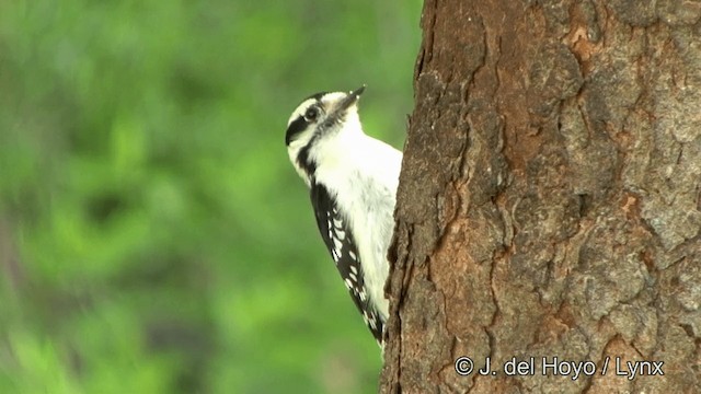 Downy Woodpecker (Eastern) - ML201335921