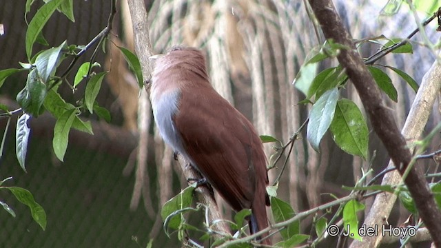 Squirrel Cuckoo (Amazonian) - ML201336131