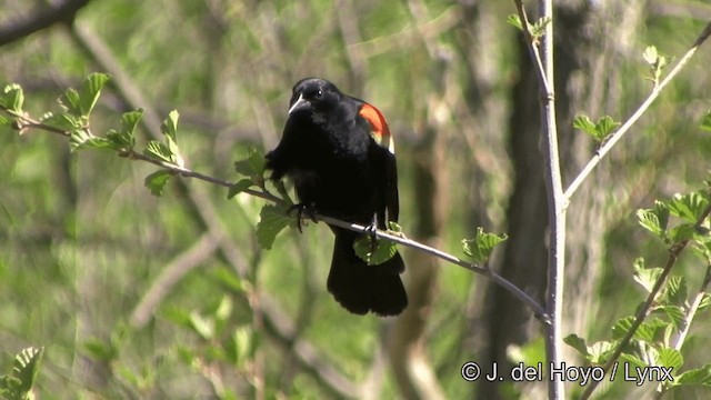 Red-winged Blackbird (Red-winged) - ML201336231