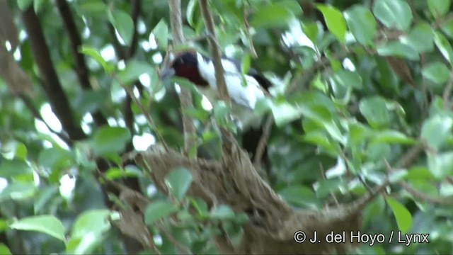 Crimson-fronted Cardinal (Araguaia) - ML201336531