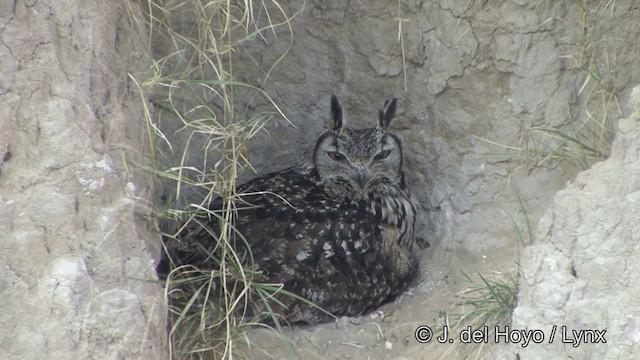 Rock Eagle-Owl - ML201336691