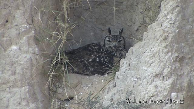 Rock Eagle-Owl - ML201336701