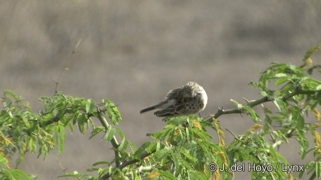 Indian Bushlark - ML201336911