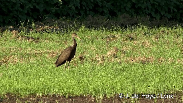 Limpkin (Brown-backed) - ML201337031