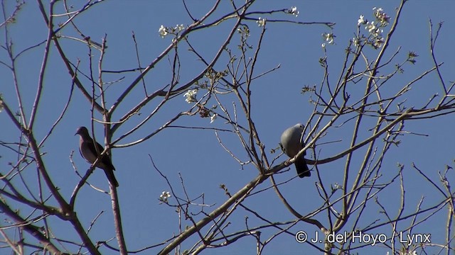 Blue Ground Dove - ML201337371