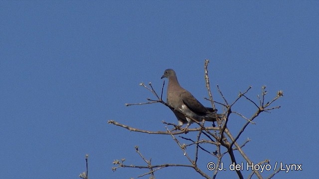 Pale-vented Pigeon - ML201337411