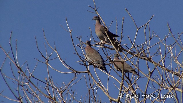 Pale-vented Pigeon - ML201337431