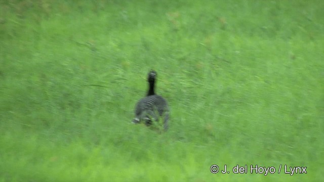 Bare-faced Curassow (Bare-faced) - ML201337501
