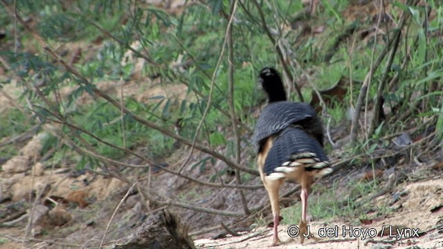 Bare-faced Curassow (Bare-faced) - ML201337511
