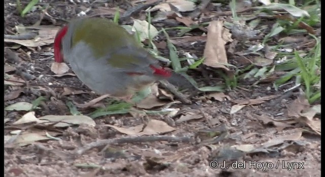 Red-browed Firetail - ML201337541