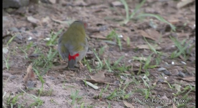 Red-browed Firetail - ML201337551