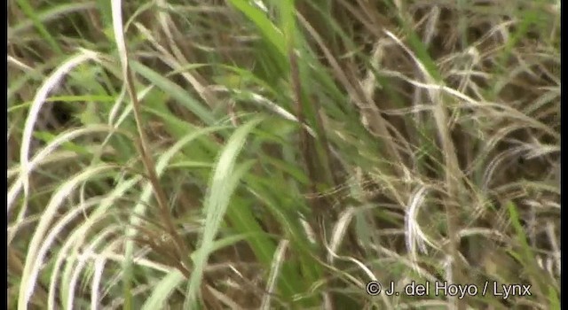 Yellowish-bellied Bush Warbler - ML201338141