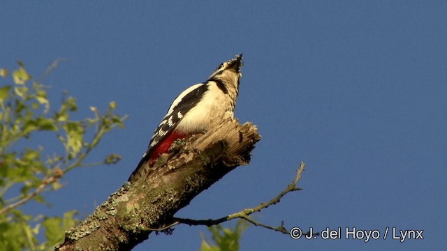 Great Spotted Woodpecker (Great Spotted) - ML201338211