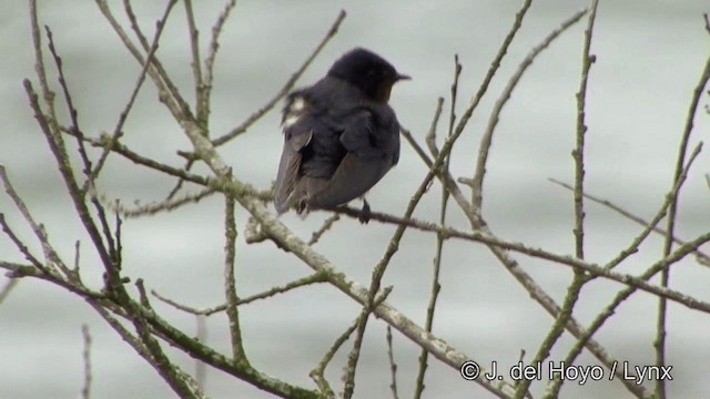Barn Swallow (White-bellied) - ML201338261