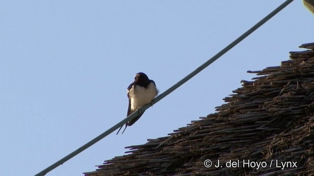 Barn Swallow (White-bellied) - ML201338271