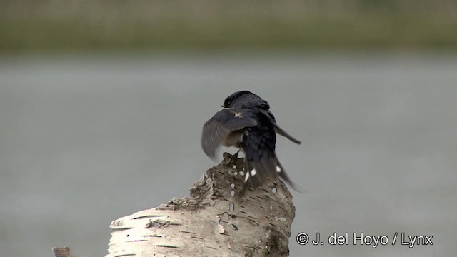Barn Swallow (White-bellied) - ML201338281