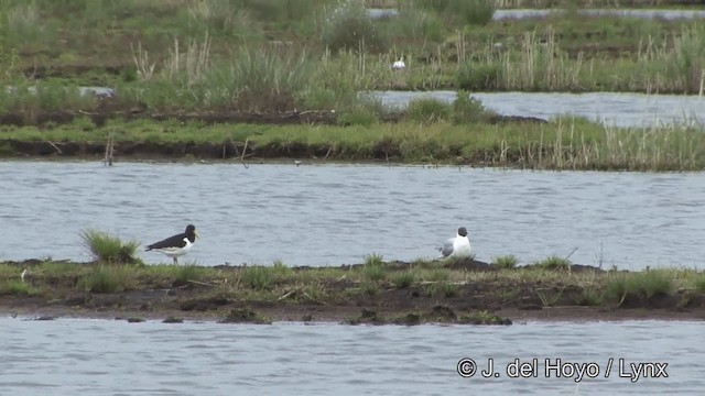 Black-headed Gull - ML201338291