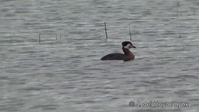 Red-necked Grebe - ML201338321
